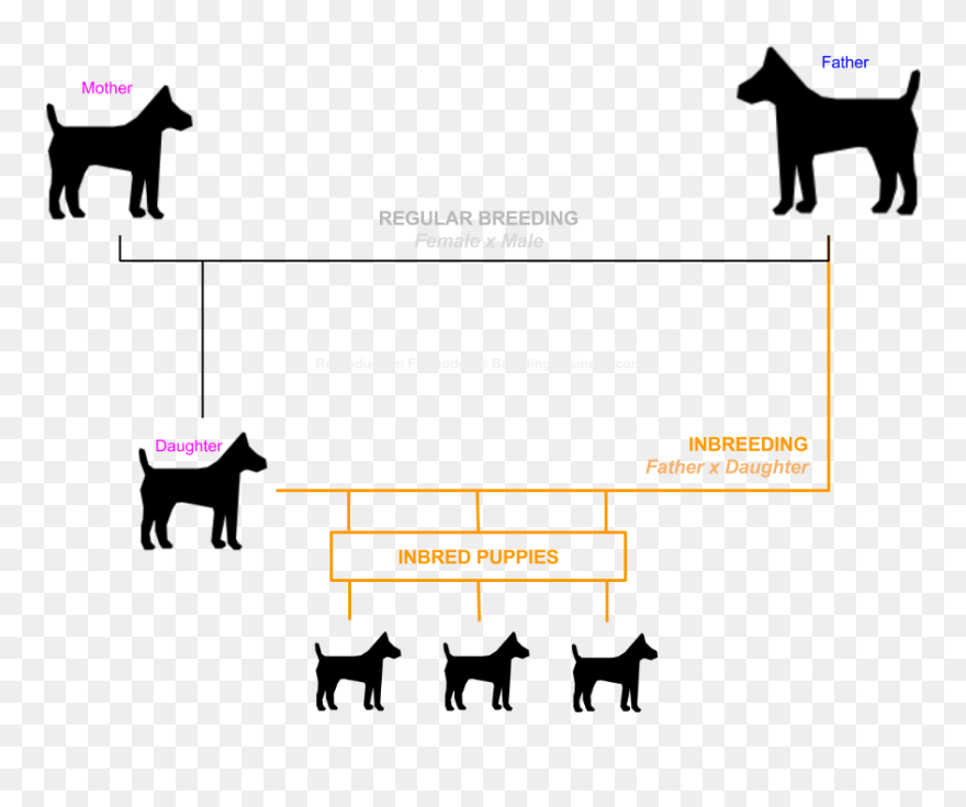 what-do-the-terms-inbreeding-and-linebreeding-mean-world-dog-federation