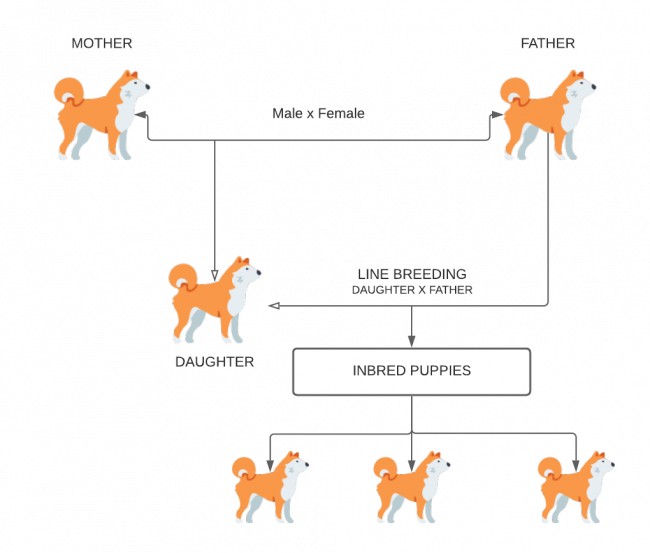 What Do The Terms Inbreeding And Linebreeding Mean World Dog Federation