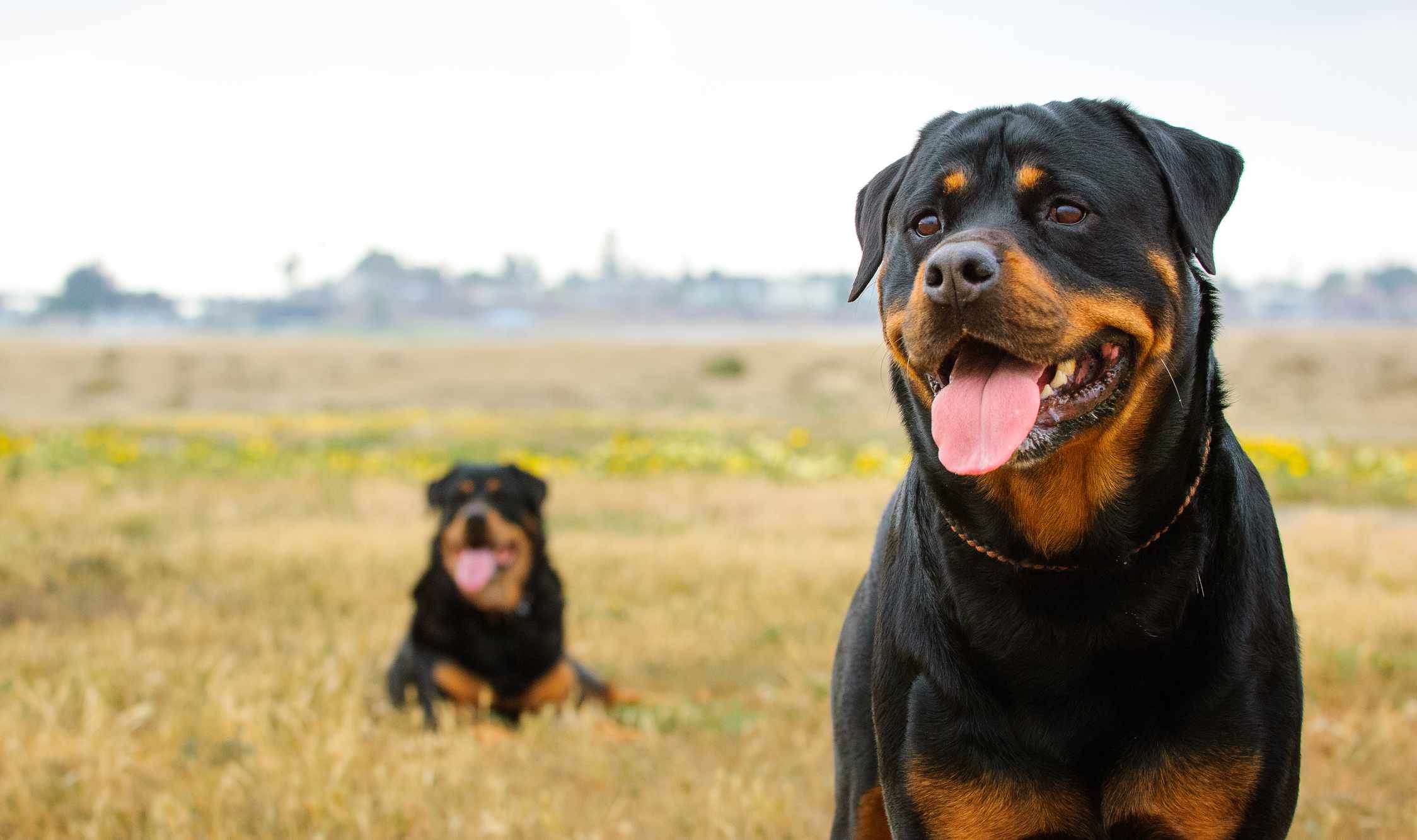 WORLD CANINE SCIENCE FEDERATION