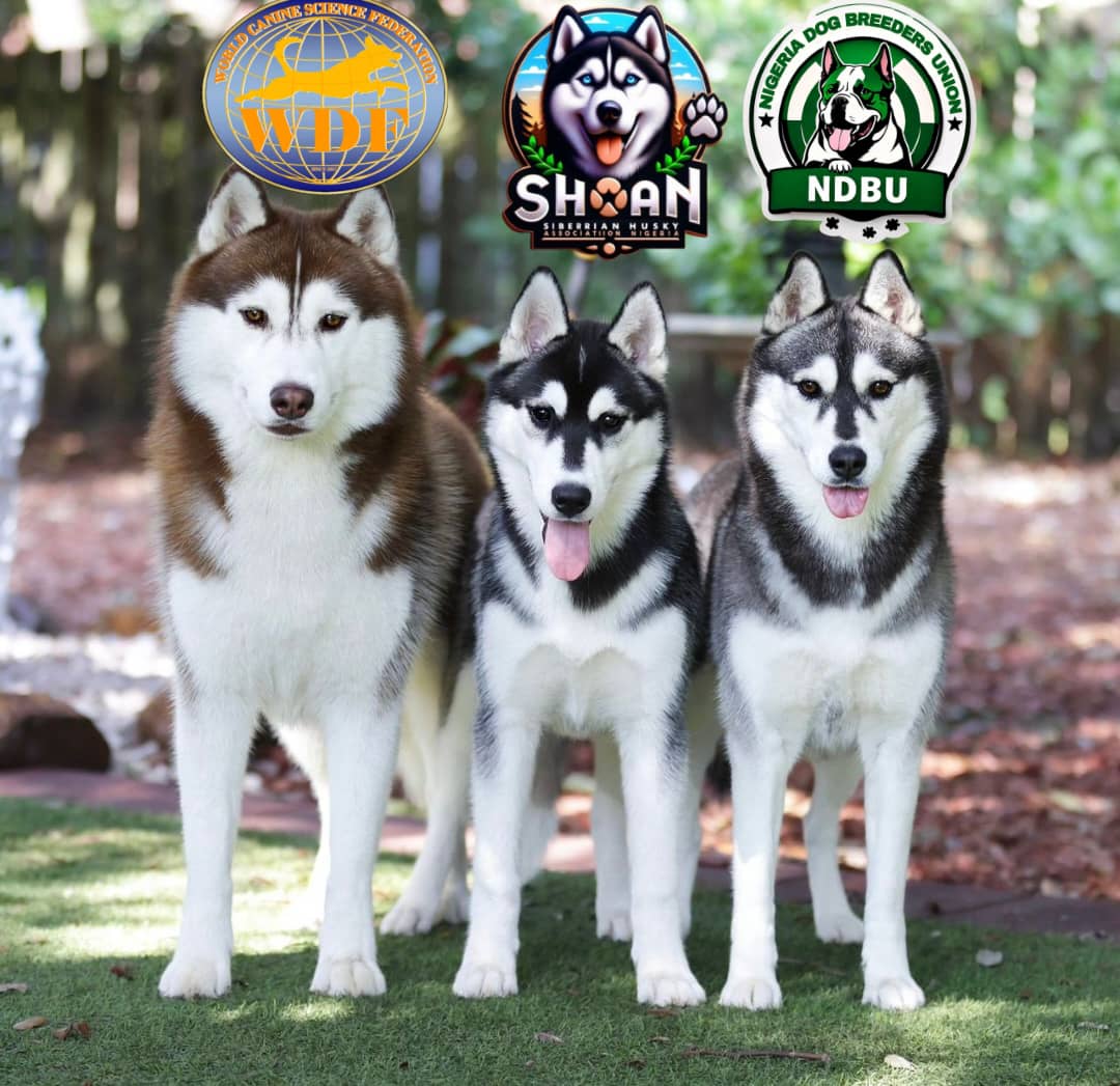 New club joins WDF