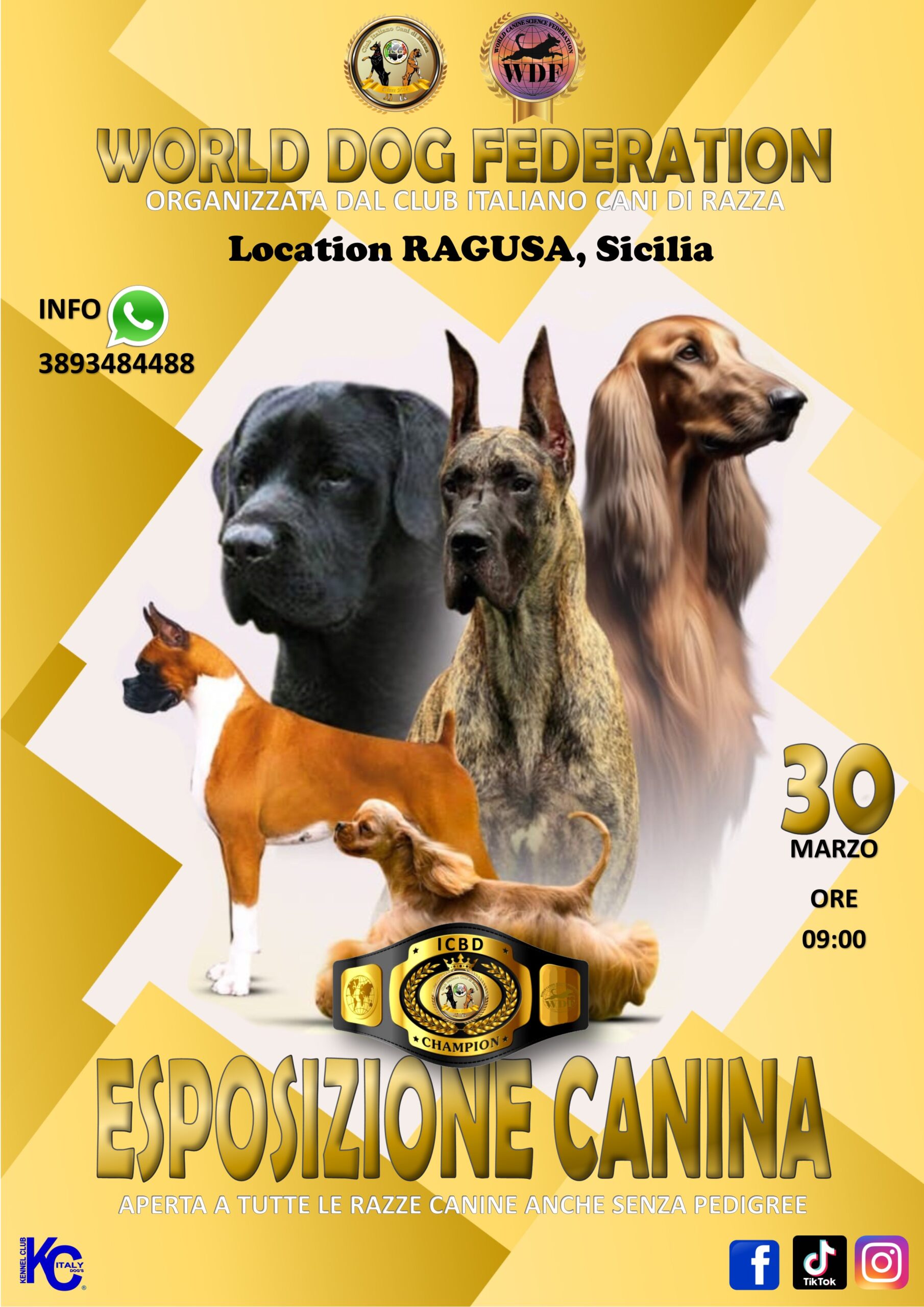 the next dog shows in Italy
