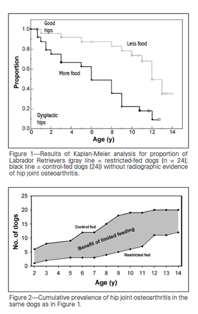 Locating the genes for hip dysplasia in dogs (Psssst! Look in the kibble bag)